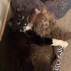 sabrina_and_pets