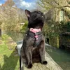 izzythewalkingcat