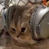 bobacat21