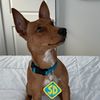 travelin.scooby.th