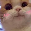 meom.eo_2k10