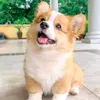 vn_mingde