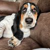 baileybellebasset