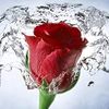 lonettia_sparks10