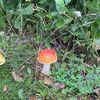 pumpkin0231