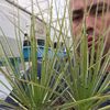 plantas_carnivoras_alfa