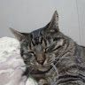 tacocat7470