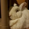 sweetmilothebunny