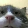bilipo.bye