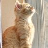 porkchopkittycat