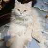 kennylovesallcats