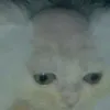 dolbodima