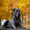 cane_corso111