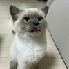 gatitosfofitossz