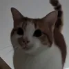 meowcuryy