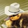 definitelynotcowboy