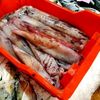 altam_fishing