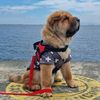 mochi_dachowchow