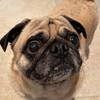 stanley_the_1_pug