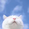 userw2koj5soi9