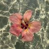 jasflower00