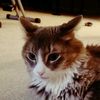 mightymeows