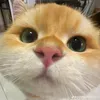 thanhdatt_1204