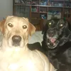 cicciodoggos