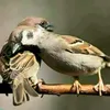 hawraz910