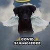 los_amigos_de_covito