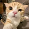 kitty_sharky0