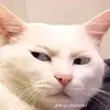 taogay1235