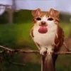 kittygth