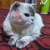 loihoanggia19731225