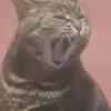 cheeseburgerrr42