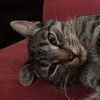 cesarboycat
