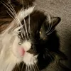 wilde_katze