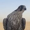 مدهال🤍