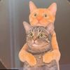 coolcats.1