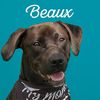 beaux_on_the_go