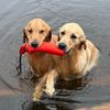 sully_thegreatgolden