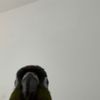 thenerdybird