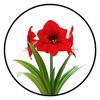 amaryllis_cosmetics_sd