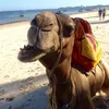 geiles_camel