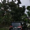 hijaumuda099