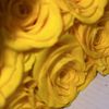 fofo_7260