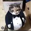 gentleman..cat