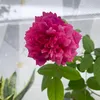 anh.ngoc2398