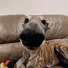 oscarwent