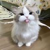 cutespalspil
